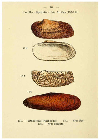 Reproducción/Reproduction 6311727945: Atlas de poche des coquilles des côtes de France Paris,Librairie des sciences naturelles, Paul Klincksiek,1913