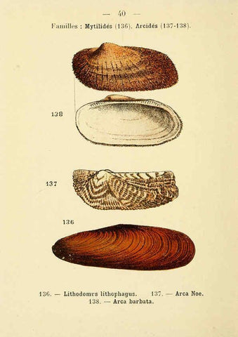 Reproducción/Reproduction 6311727945: Atlas de poche des coquilles des côtes de France Paris,Librairie des sciences naturelles, Paul Klincksiek,1913