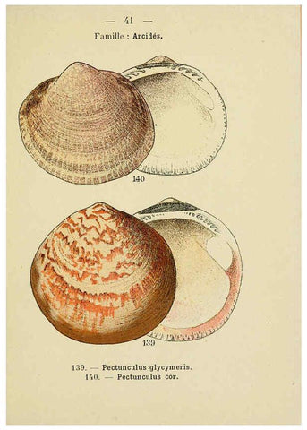 Reproducción/Reproduction 6312248872: Atlas de poche des coquilles des côtes de France Paris,Librairie des sciences naturelles, Paul Klincksiek,1913