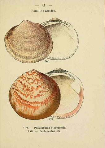 Reproducción/Reproduction 6312248872: Atlas de poche des coquilles des côtes de France Paris,Librairie des sciences naturelles, Paul Klincksiek,1913