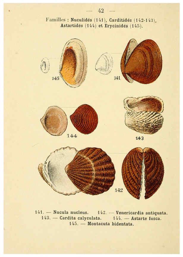 Reproducción/Reproduction 6312249074: Atlas de poche des coquilles des côtes de France Paris,Librairie des sciences naturelles, Paul Klincksiek,1913