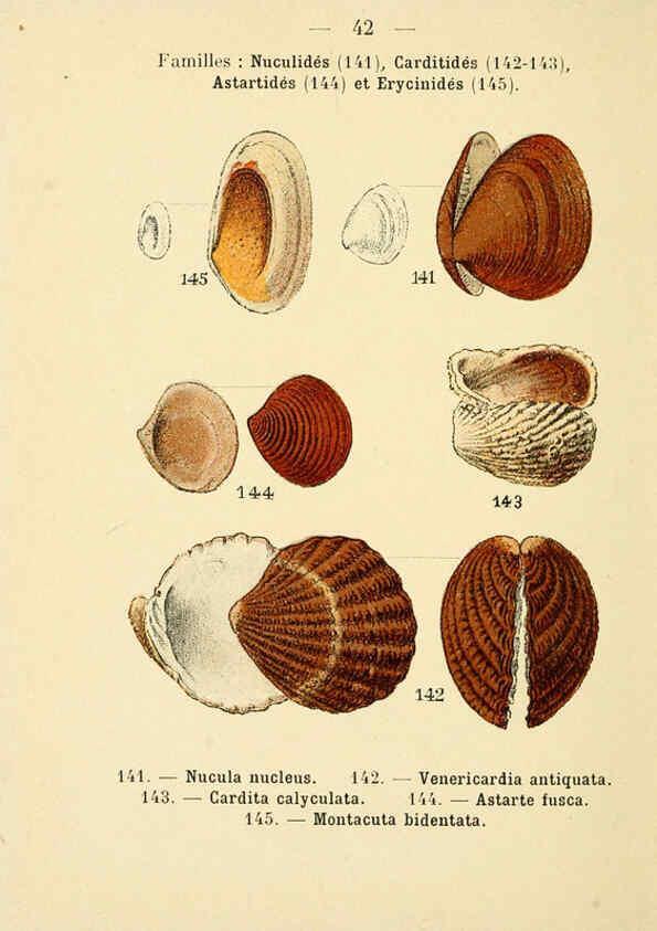 Reproducción/Reproduction 6312249074: Atlas de poche des coquilles des côtes de France Paris,Librairie des sciences naturelles, Paul Klincksiek,1913