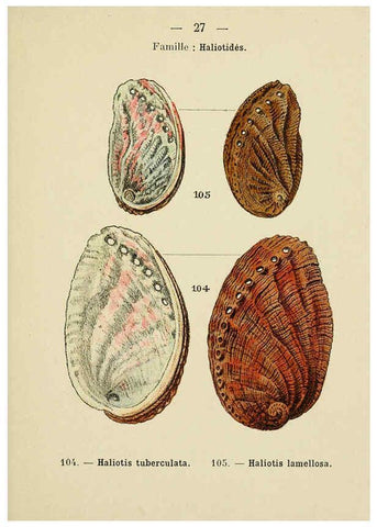 Reproducción/Reproduction 6311725105: Atlas de poche des coquilles des côtes de France Paris,Librairie des sciences naturelles, Paul Klincksiek,1913