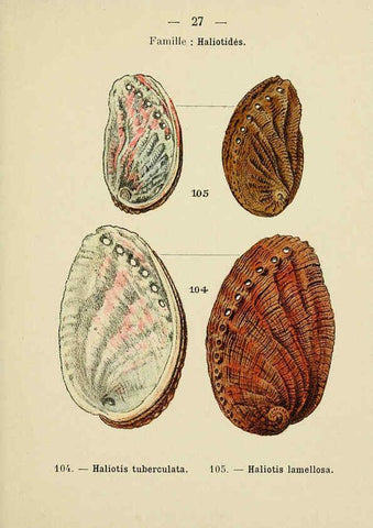 Reproducción/Reproduction 6311725105: Atlas de poche des coquilles des côtes de France Paris,Librairie des sciences naturelles, Paul Klincksiek,1913