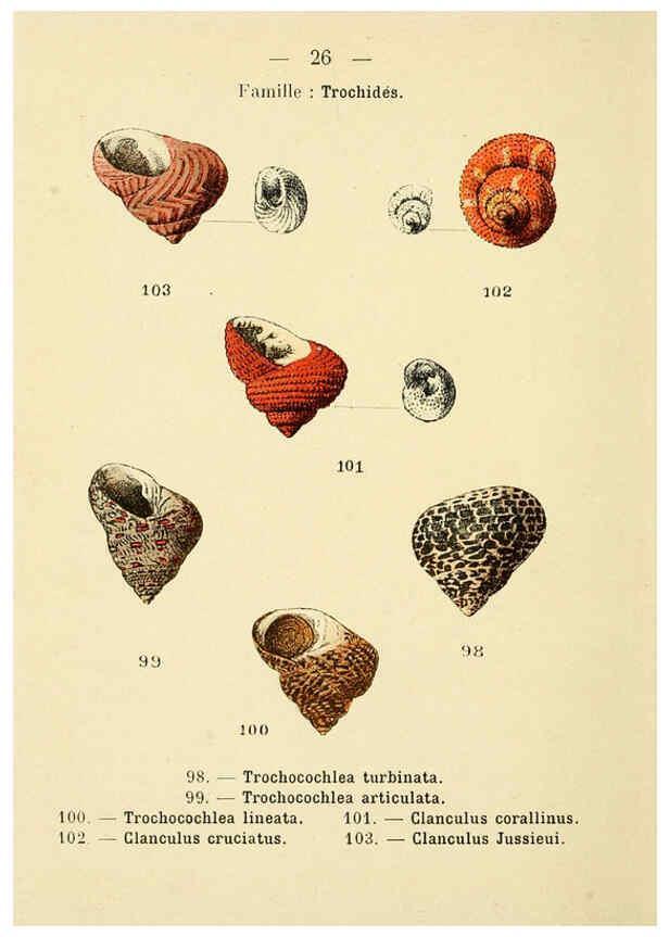 Reproducción/Reproduction 6312245800: Atlas de poche des coquilles des côtes de France Paris,Librairie des sciences naturelles, Paul Klincksiek,1913