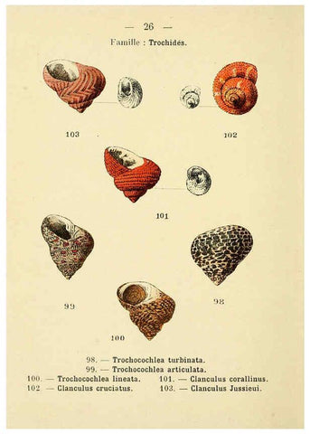 Reproducción/Reproduction 6312245800: Atlas de poche des coquilles des côtes de France Paris,Librairie des sciences naturelles, Paul Klincksiek,1913