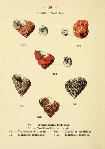 Reproducción/Reproduction 6312245800: Atlas de poche des coquilles des côtes de France Paris,Librairie des sciences naturelles, Paul Klincksiek,1913