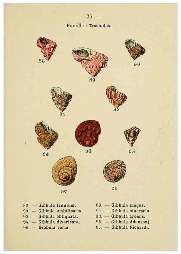 Reproducción/Reproduction 6311724623: Atlas de poche des coquilles des côtes de France Paris,Librairie des sciences naturelles, Paul Klincksiek,1913