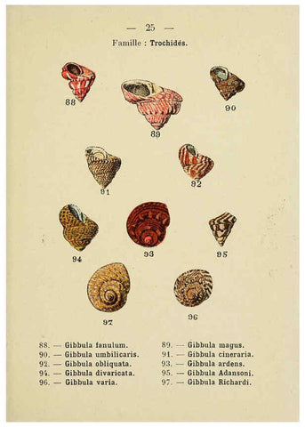 Reproducción/Reproduction 6311724623: Atlas de poche des coquilles des côtes de France Paris,Librairie des sciences naturelles, Paul Klincksiek,1913