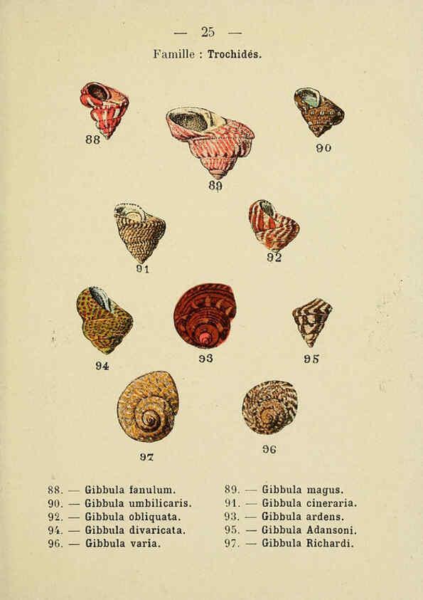 Reproducción/Reproduction 6311724623: Atlas de poche des coquilles des côtes de France Paris,Librairie des sciences naturelles, Paul Klincksiek,1913