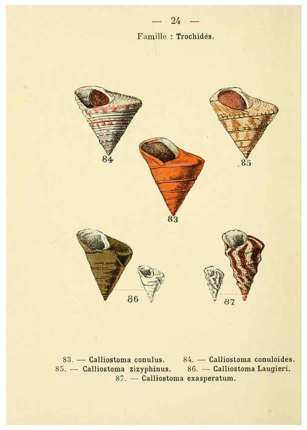 Reproducción/Reproduction 6311724359: Atlas de poche des coquilles des côtes de France Paris,Librairie des sciences naturelles, Paul Klincksiek,1913
