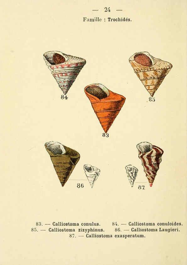 Reproducción/Reproduction 6311724359: Atlas de poche des coquilles des côtes de France Paris,Librairie des sciences naturelles, Paul Klincksiek,1913