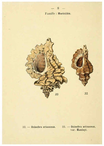 Reproducción/Reproduction 6312232584: Atlas de poche des coquilles des côtes de France Paris,Librairie des sciences naturelles, Paul Klincksiek,1913