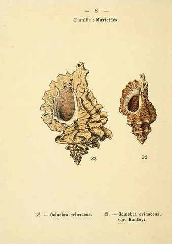 Reproducción/Reproduction 6312232584: Atlas de poche des coquilles des côtes de France Paris,Librairie des sciences naturelles, Paul Klincksiek,1913