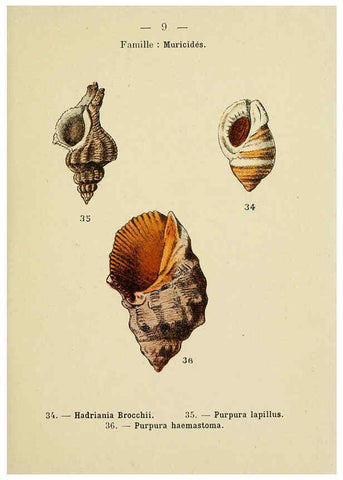 Reproducción/Reproduction 6312232842: Atlas de poche des coquilles des côtes de France Paris,Librairie des sciences naturelles, Paul Klincksiek,1913