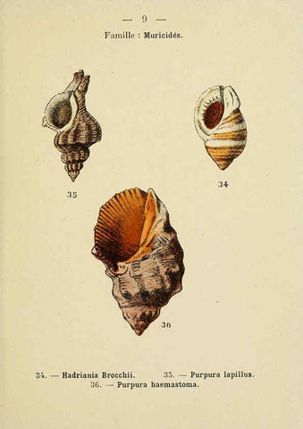 Reproducción/Reproduction 6312232842: Atlas de poche des coquilles des côtes de France Paris,Librairie des sciences naturelles, Paul Klincksiek,1913