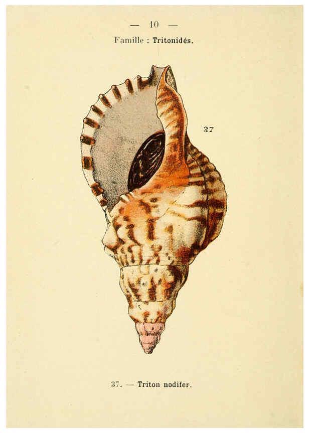 Reproducción/Reproduction 6311711923: Atlas de poche des coquilles des côtes de France Paris,Librairie des sciences naturelles, Paul Klincksiek,1913