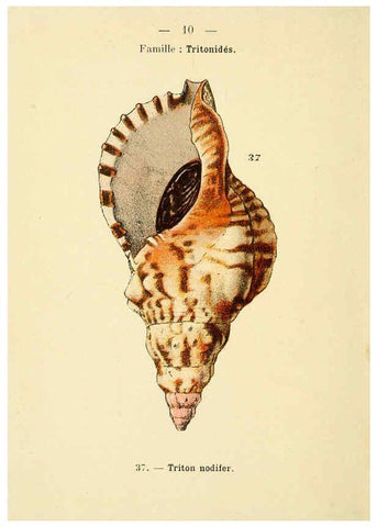Reproducción/Reproduction 6311711923: Atlas de poche des coquilles des côtes de France Paris,Librairie des sciences naturelles, Paul Klincksiek,1913