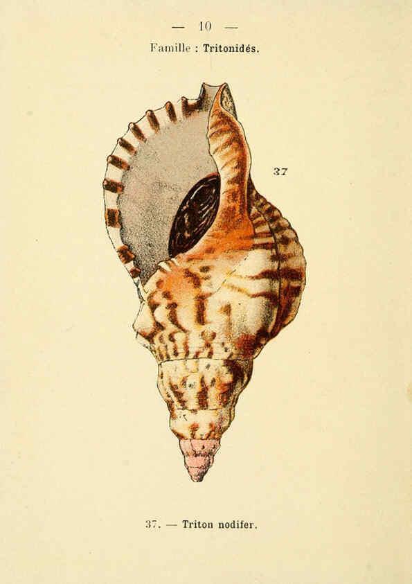 Reproducción/Reproduction 6311711923: Atlas de poche des coquilles des côtes de France Paris,Librairie des sciences naturelles, Paul Klincksiek,1913