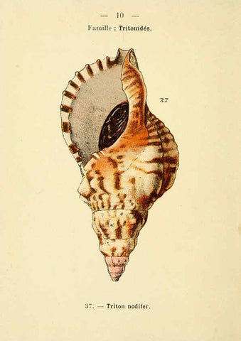 Reproducción/Reproduction 6311711923: Atlas de poche des coquilles des côtes de France Paris,Librairie des sciences naturelles, Paul Klincksiek,1913