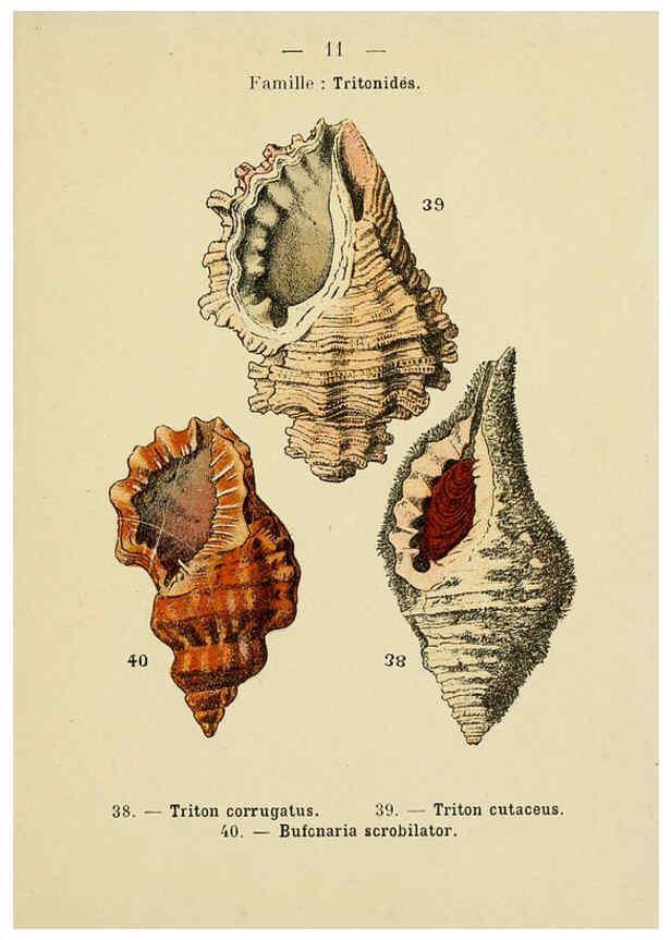 Reproducción/Reproduction 6312233232: Atlas de poche des coquilles des côtes de France Paris,Librairie des sciences naturelles, Paul Klincksiek,1913