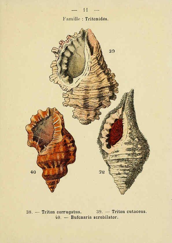 Reproducción/Reproduction 6312233232: Atlas de poche des coquilles des côtes de France Paris,Librairie des sciences naturelles, Paul Klincksiek,1913