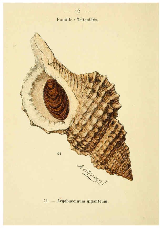Reproducción/Reproduction 6311712393: Atlas de poche des coquilles des côtes de France Paris,Librairie des sciences naturelles, Paul Klincksiek,1913