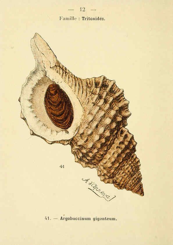 Reproducción/Reproduction 6311712393: Atlas de poche des coquilles des côtes de France Paris,Librairie des sciences naturelles, Paul Klincksiek,1913