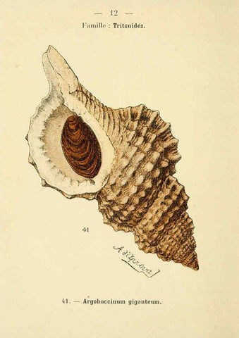 Reproducción/Reproduction 6311712393: Atlas de poche des coquilles des côtes de France Paris,Librairie des sciences naturelles, Paul Klincksiek,1913