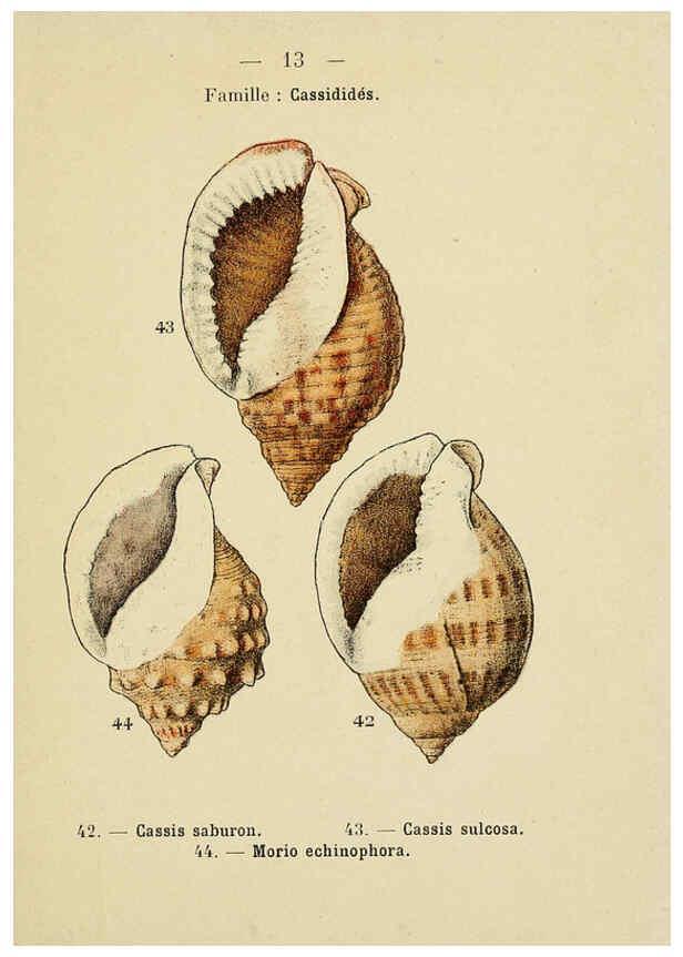 Reproducción/Reproduction 6311712557: Atlas de poche des coquilles des côtes de France Paris,Librairie des sciences naturelles, Paul Klincksiek,1913