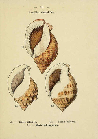 Reproducción/Reproduction 6311712557: Atlas de poche des coquilles des côtes de France Paris,Librairie des sciences naturelles, Paul Klincksiek,1913