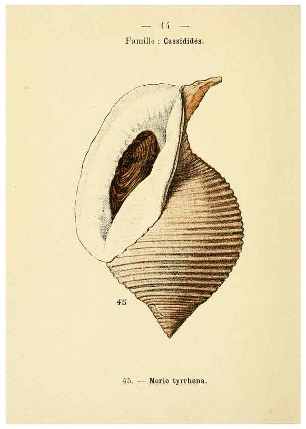 Reproducción/Reproduction 6311712749: Atlas de poche des coquilles des côtes de France Paris,Librairie des sciences naturelles, Paul Klincksiek,1913