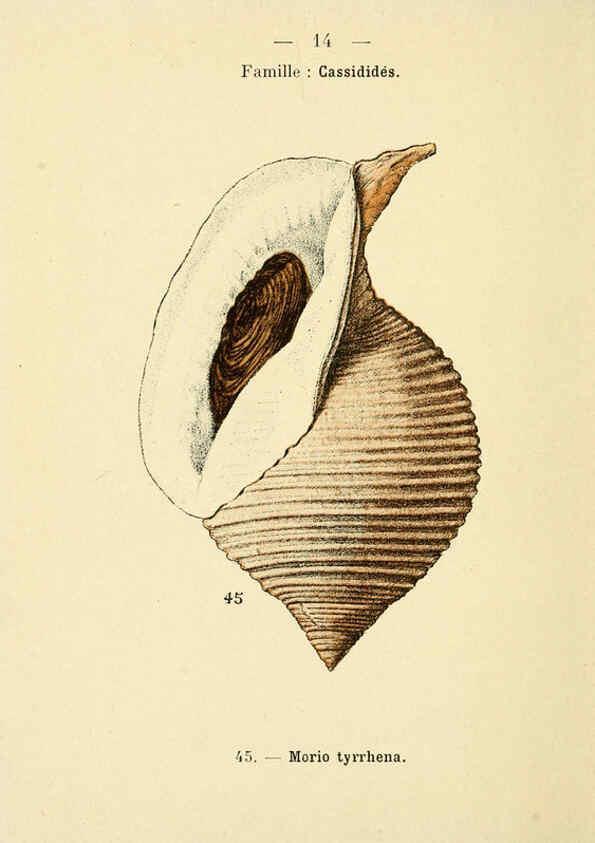 Reproducción/Reproduction 6311712749: Atlas de poche des coquilles des côtes de France Paris,Librairie des sciences naturelles, Paul Klincksiek,1913
