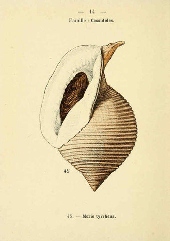 Reproducción/Reproduction 6311712749: Atlas de poche des coquilles des côtes de France Paris,Librairie des sciences naturelles, Paul Klincksiek,1913