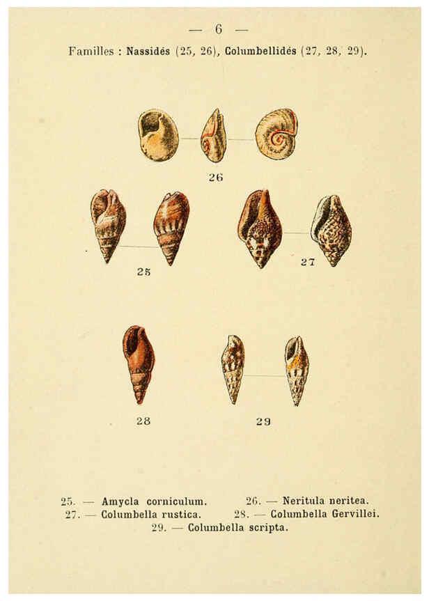 Reproducción/Reproduction 6311711061: Atlas de poche des coquilles des côtes de France Paris,Librairie des sciences naturelles, Paul Klincksiek,1913