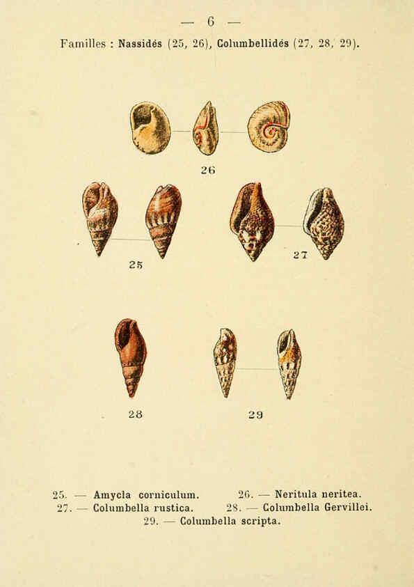 Reproducción/Reproduction 6311711061: Atlas de poche des coquilles des côtes de France Paris,Librairie des sciences naturelles, Paul Klincksiek,1913