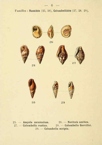 Reproducción/Reproduction 6311711061: Atlas de poche des coquilles des côtes de France Paris,Librairie des sciences naturelles, Paul Klincksiek,1913