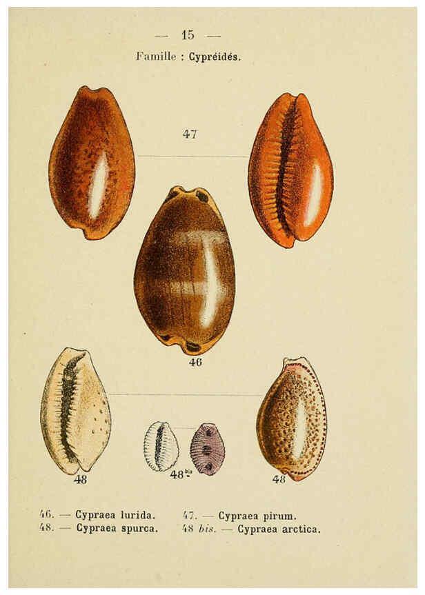 Reproducción/Reproduction 6312233996: Atlas de poche des coquilles des côtes de France Paris,Librairie des sciences naturelles, Paul Klincksiek,1913
