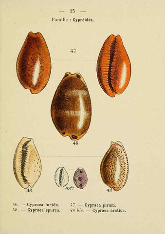 Reproducción/Reproduction 6312233996: Atlas de poche des coquilles des côtes de France Paris,Librairie des sciences naturelles, Paul Klincksiek,1913