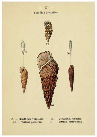 Reproducción/Reproduction 6311723019: Atlas de poche des coquilles des côtes de France Paris,Librairie des sciences naturelles, Paul Klincksiek,1913