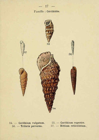 Reproducción/Reproduction 6311723019: Atlas de poche des coquilles des côtes de France Paris,Librairie des sciences naturelles, Paul Klincksiek,1913