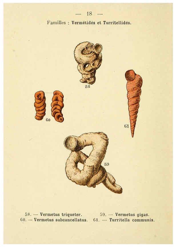 Reproducción/Reproduction 6312244170: Atlas de poche des coquilles des côtes de France Paris,Librairie des sciences naturelles, Paul Klincksiek,1913