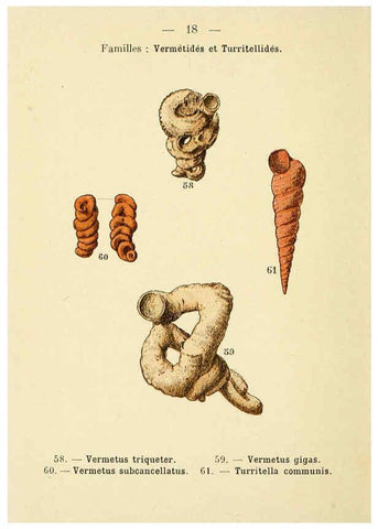 Reproducción/Reproduction 6312244170: Atlas de poche des coquilles des côtes de France Paris,Librairie des sciences naturelles, Paul Klincksiek,1913