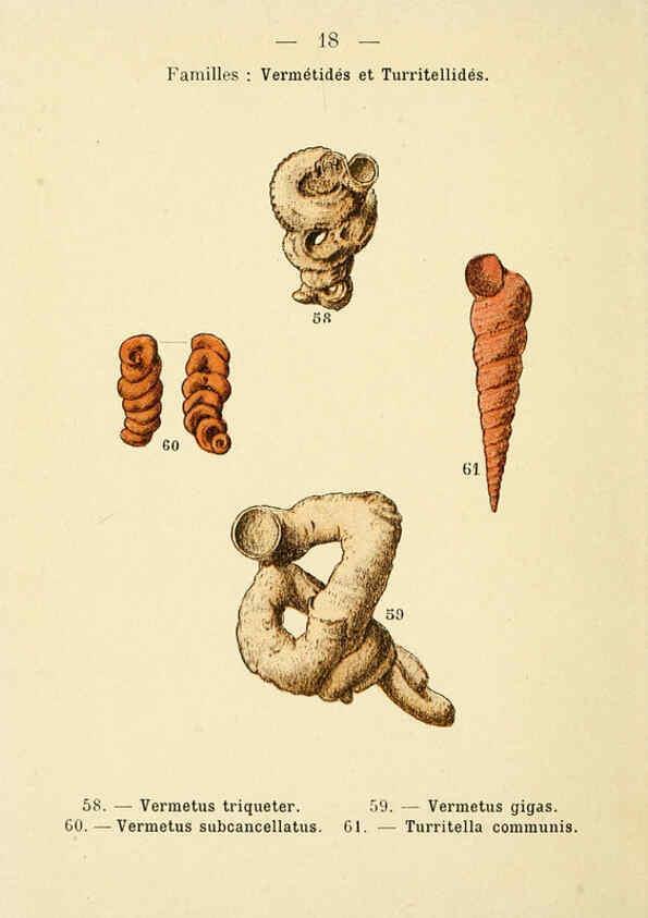 Reproducción/Reproduction 6312244170: Atlas de poche des coquilles des côtes de France Paris,Librairie des sciences naturelles, Paul Klincksiek,1913