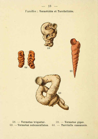 Reproducción/Reproduction 6312244170: Atlas de poche des coquilles des côtes de France Paris,Librairie des sciences naturelles, Paul Klincksiek,1913