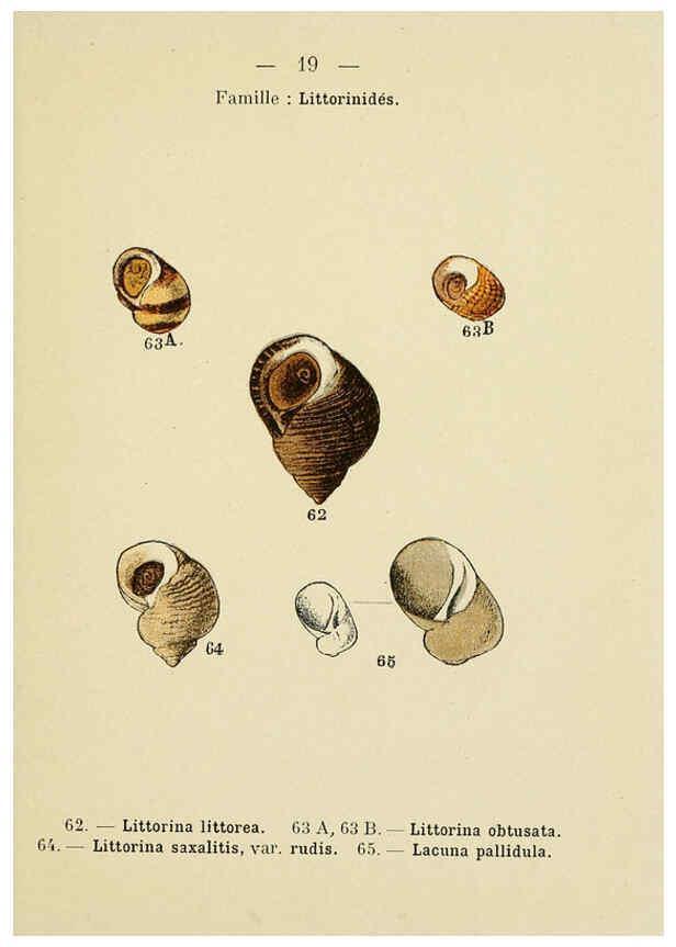 Reproducción/Reproduction 6311723389: Atlas de poche des coquilles des côtes de France Paris,Librairie des sciences naturelles, Paul Klincksiek,1913