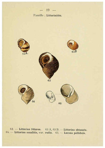 Reproducción/Reproduction 6311723389: Atlas de poche des coquilles des côtes de France Paris,Librairie des sciences naturelles, Paul Klincksiek,1913
