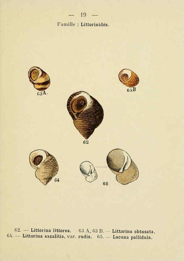Reproducción/Reproduction 6311723389: Atlas de poche des coquilles des côtes de France Paris,Librairie des sciences naturelles, Paul Klincksiek,1913