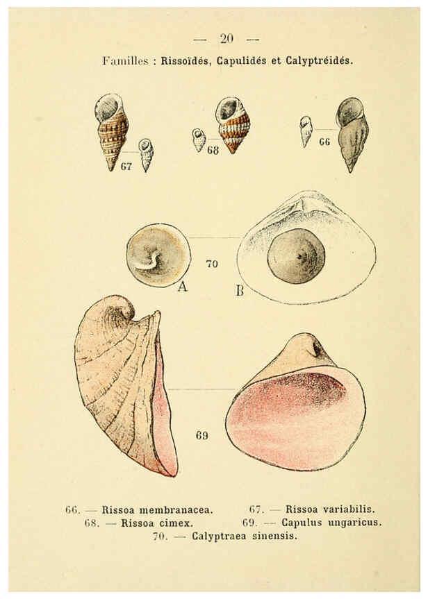 Reproducción/Reproduction 6312244534: Atlas de poche des coquilles des côtes de France Paris,Librairie des sciences naturelles, Paul Klincksiek,1913