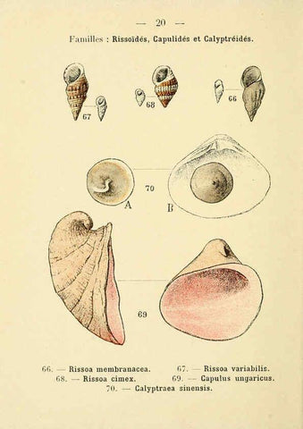 Reproducción/Reproduction 6312244534: Atlas de poche des coquilles des côtes de France Paris,Librairie des sciences naturelles, Paul Klincksiek,1913